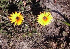 Die liefde van Christus dring ons